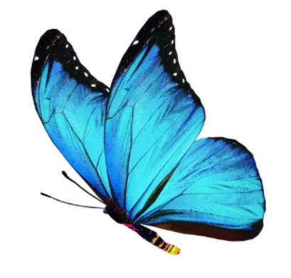 A blue and black butterfly.